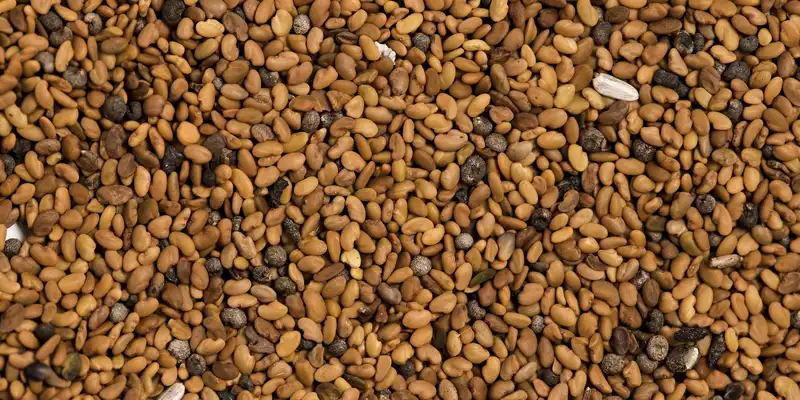 Raw alfalfa seeds