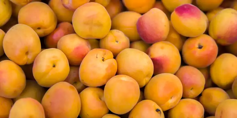 Apricot