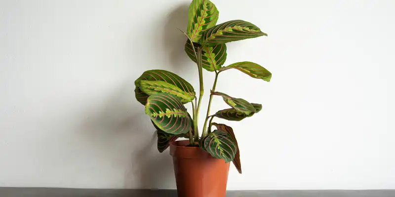 Surowy maranta