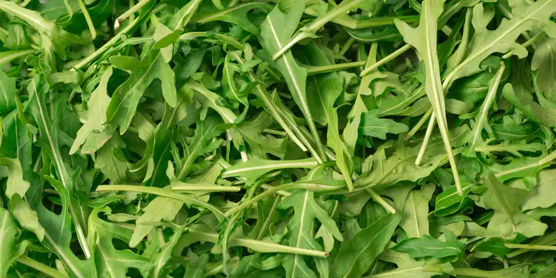 Rucola crudă