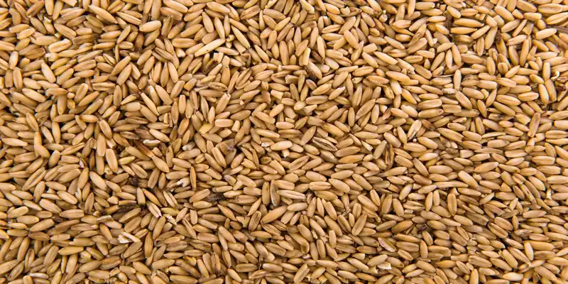 Barley