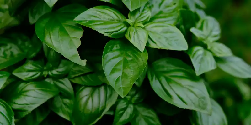 Fresh basil