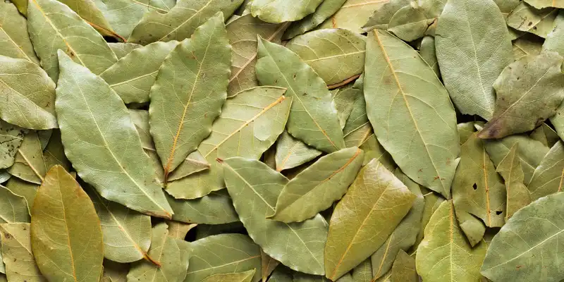 Hoja de laurel