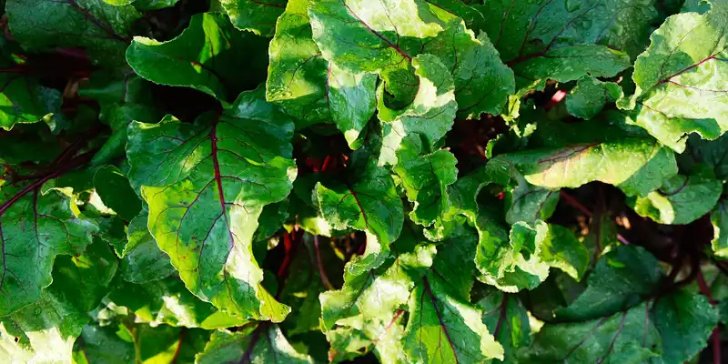 Beet greens (with salt)