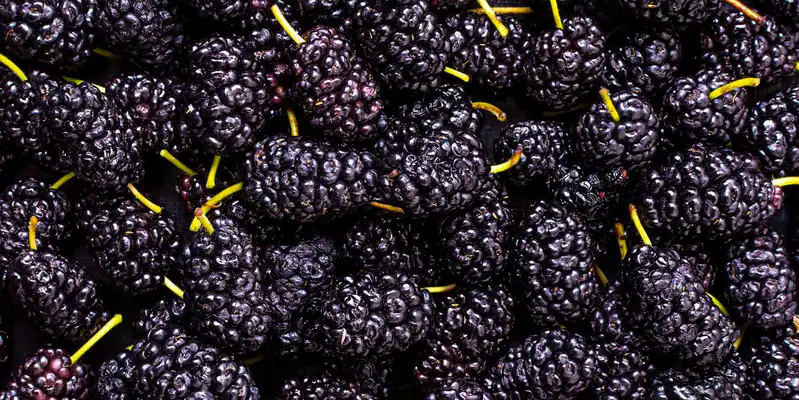 Raw blackberry