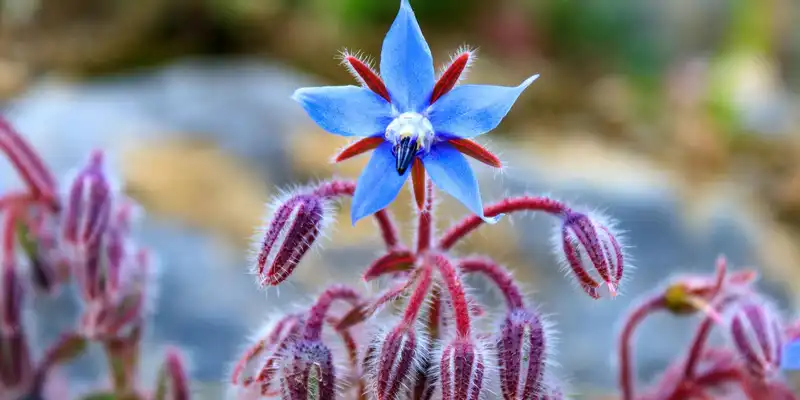 Boiled borage (without salt)