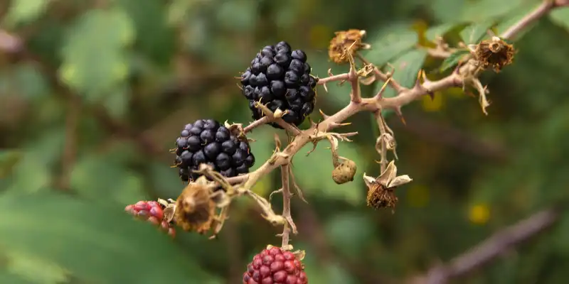 Boysenberry