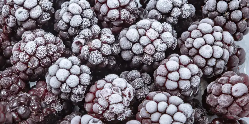 Boysenberry congelado