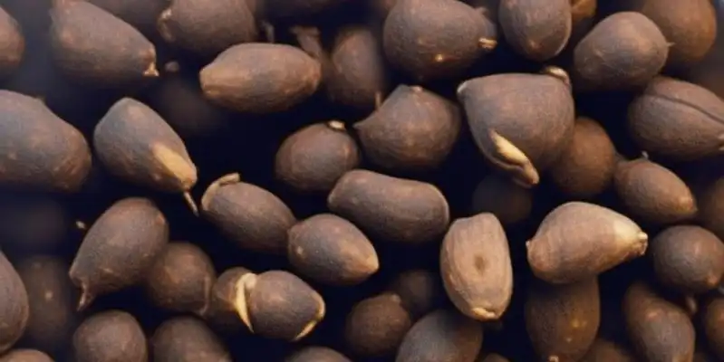 Boiled breadfruit seeds