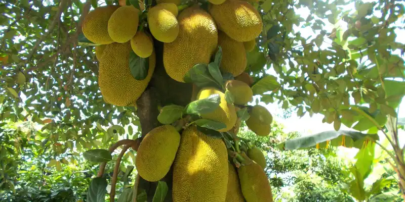 Breadfruit