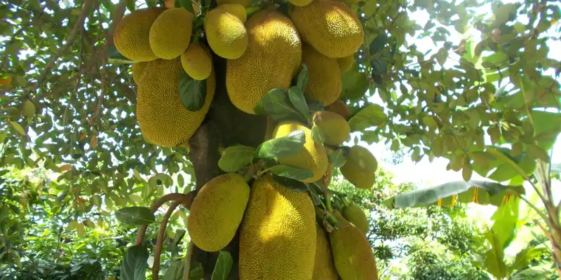 Raw breadfruit