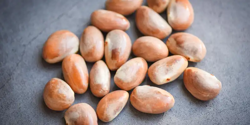 Dried breadnut tree seeds