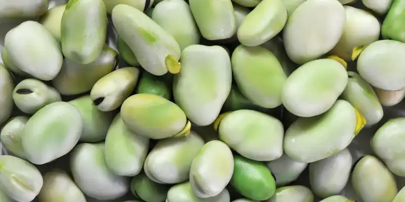 Raw broadbeans