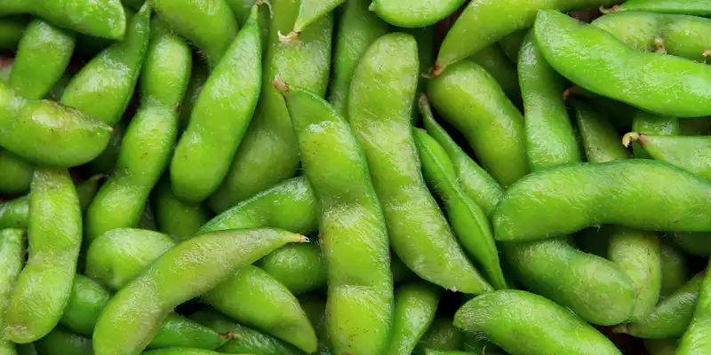 Broadbeans (with salt)