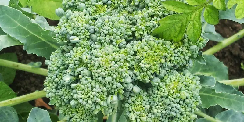 Cachos de flores de brócolos