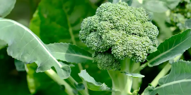 Foglie di broccoli crude