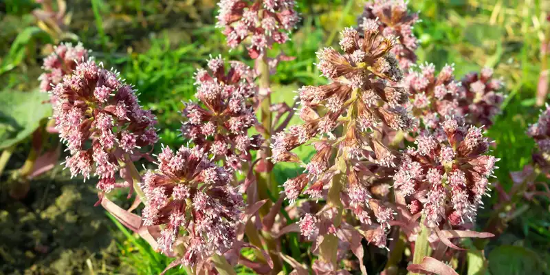 Boiled butterbur (with salt)