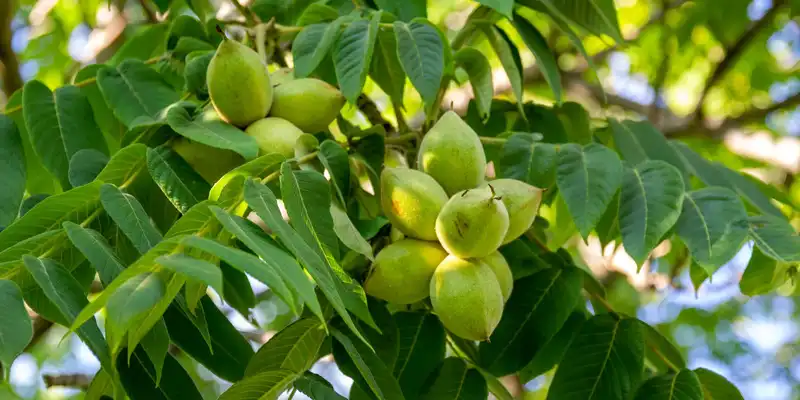 Nueces blanco secas