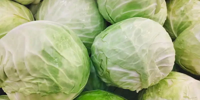 Cabbage (freshly harvest)