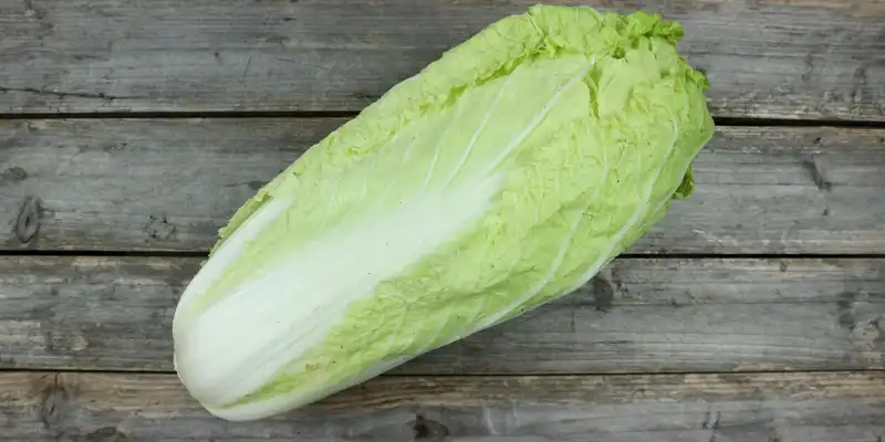 Napa cabbage