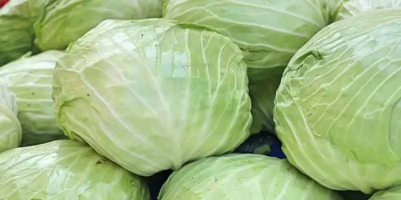 Raw cabbage (freshly harvest)