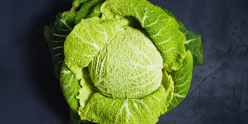 Raw savoy cabbage