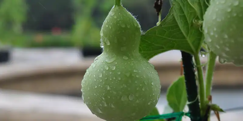 Boiled calabash (with salt)