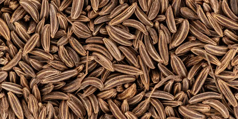 Caraway seed