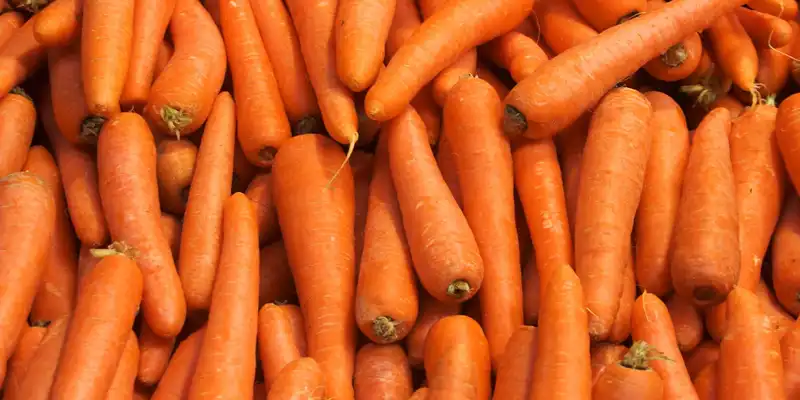 Carota (senza sale)