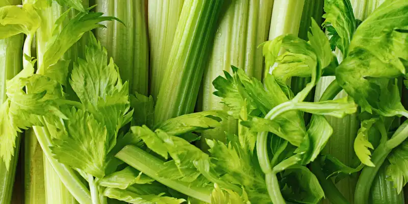 Raw celery