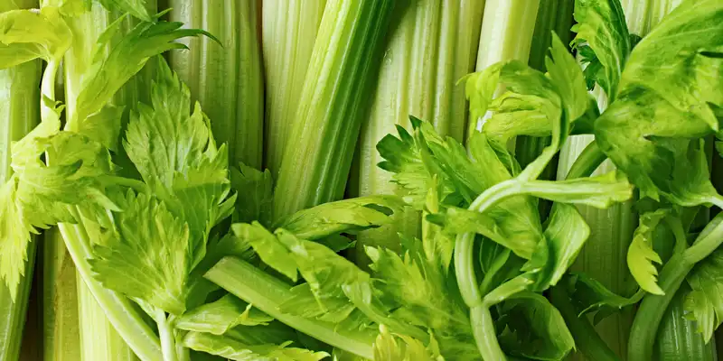 Celery (with salt)