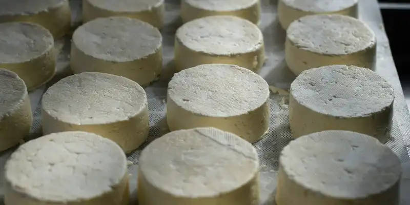 Brie cheese