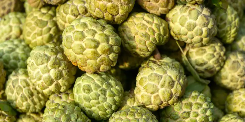 Cherimoya crudă