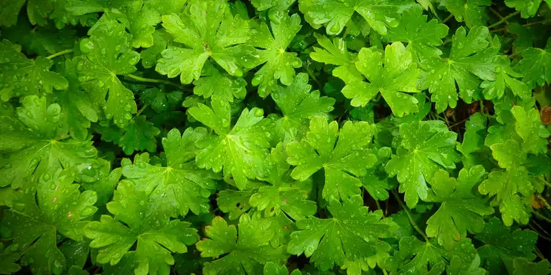 Chervil