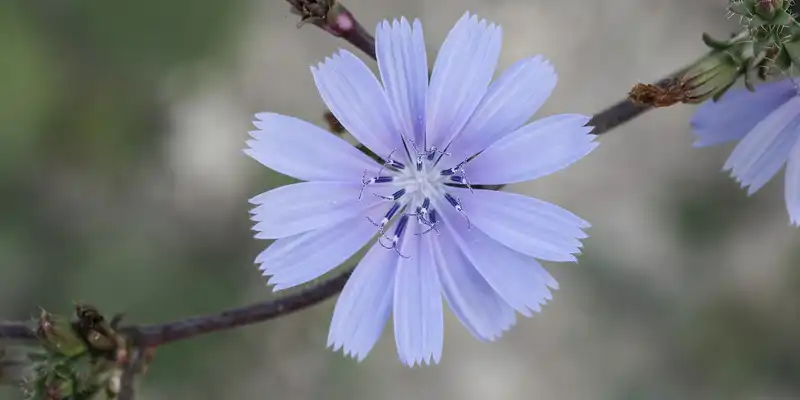 Raw chicory