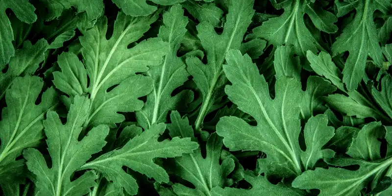 Feuilles de chrysanthème crues