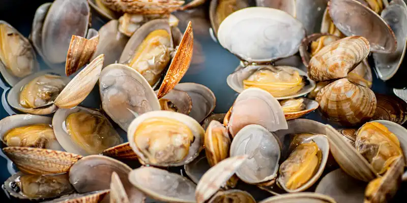 Clams