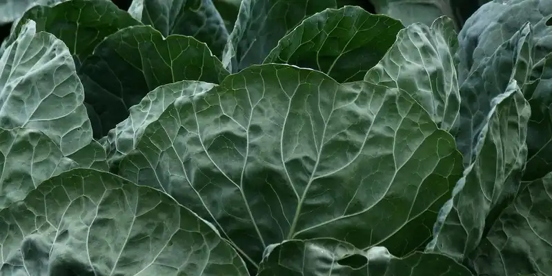 Collard