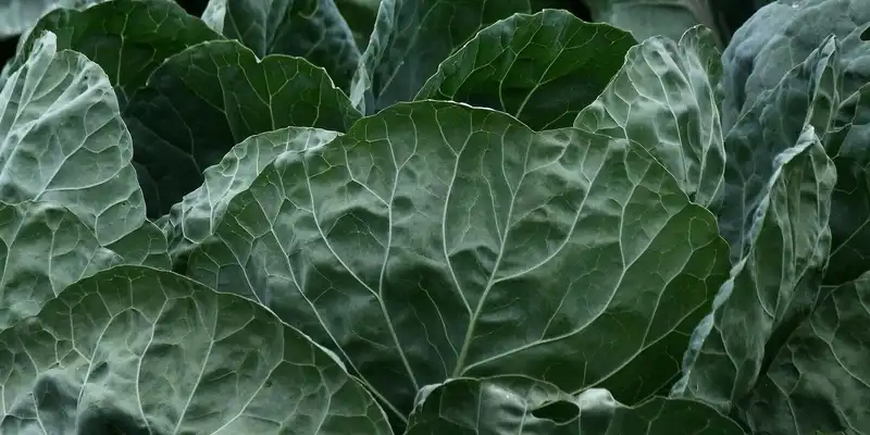 Raw collard