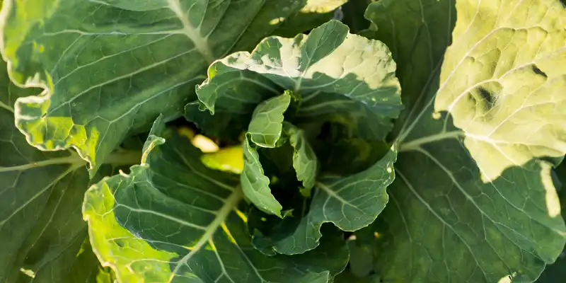 Collard (with salt)