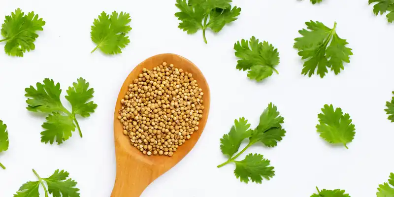 Hoja de cilantro