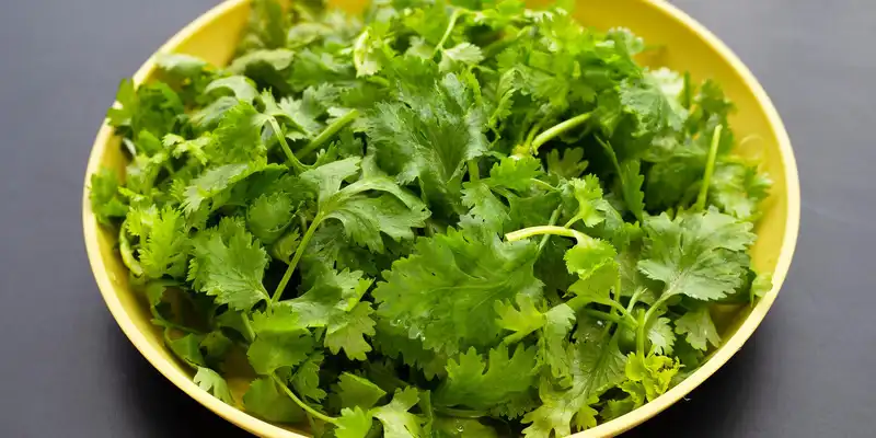 Hojas de cilantro