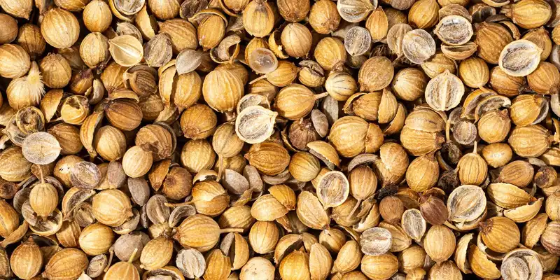 Dried coriander