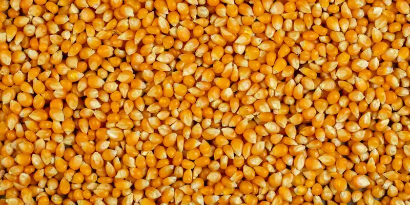 Corn grain