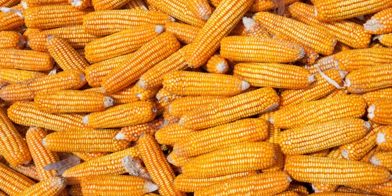 Corn