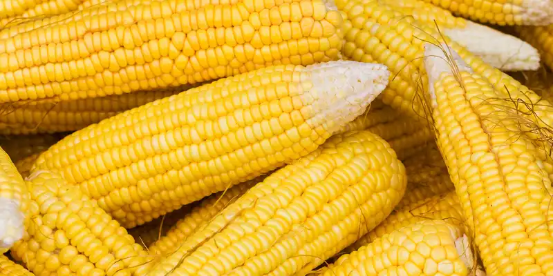 Raw corn