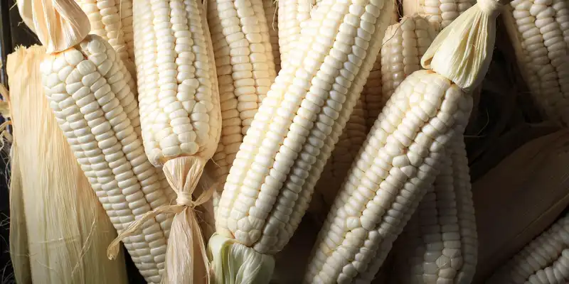 Raw white corn sweet