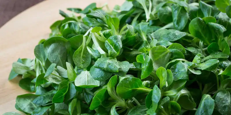 Ensalada de callos cruda