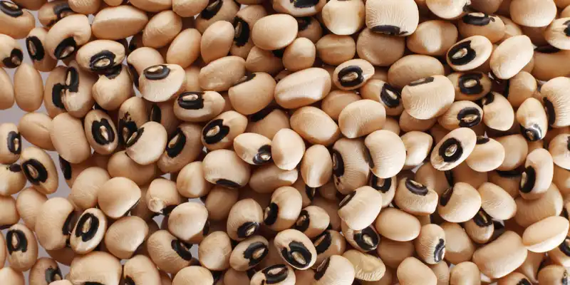 Cowpeas