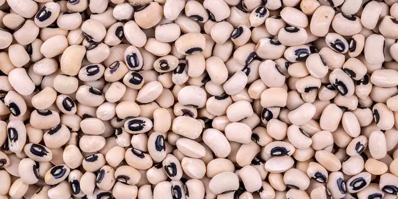 Raw catjang cowpeas